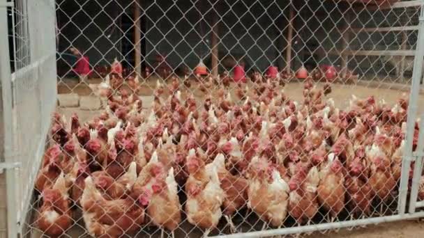 Gospodarstwo z kurczakami, wiele kurczaków w pobliżu ogrodzenia — Wideo stockowe