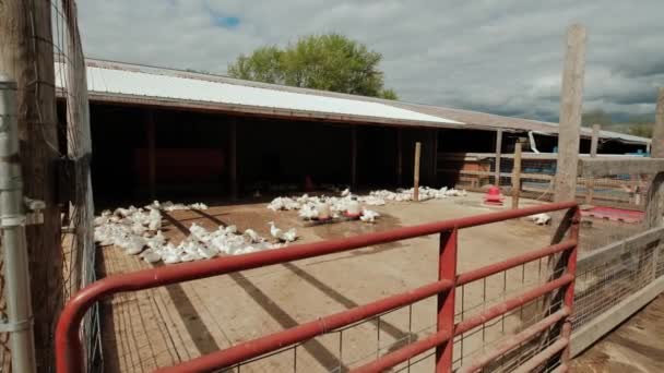 田舎の農家の庭に白いガチョウの多く。食肉用アヒルの養殖、農業の概念. — ストック動画