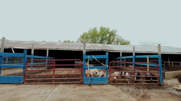 豚の農場の広いショットは、フェンスの近くに多くの豚 — ストック動画