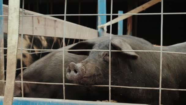 Pohled zblízka na prasečí farmu, dvě černá prasata u plotu — Stock video