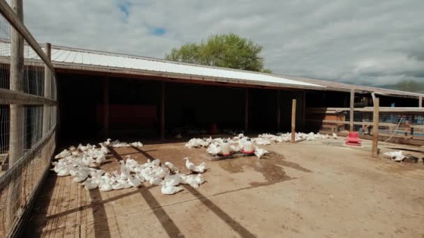 Lote de gansos blancos en el patio de la granja en el campo. La agricultura de patos para la carne, concepto de agricultura. Mover cámara — Vídeos de Stock