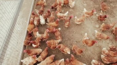 Çiftlikte tavuklar, çitin yanında bir sürü tavuk. Üst görünüm