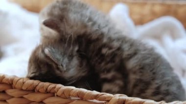 Sepette oturan iki küçük gri kedi yavrusunun yavaş çekim görüntüsü. Kapat.