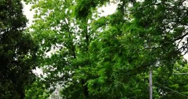 Träd i vinden. Starkt blåsigt väder. mellanslag — Stockvideo