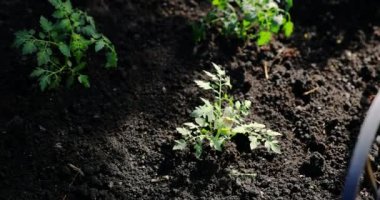 Bahçeye ekilmiş domates fidelerini yakın plan çek.