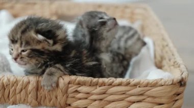 Küçük Yeni Doğmuş Gri Kedi Yavruları 'nın portresinin yakından görüntüsü Sepette uyur 