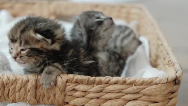 Вигляд на портрет малих новонароджених сірих кошенят у кошику — стокове відео