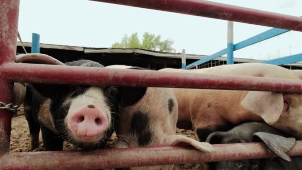 Varkensboerderij, veel varkens bij het hek. Sluiten. — Stockvideo