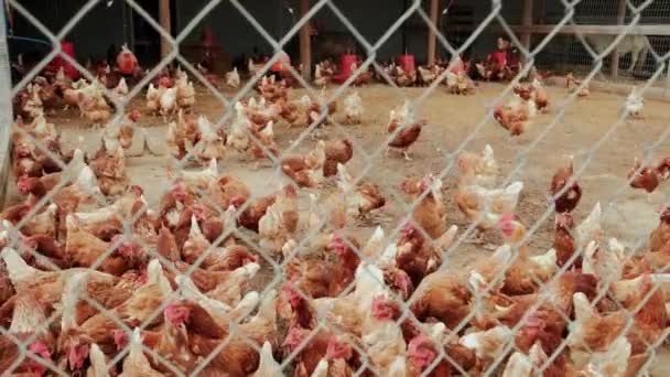Bauernhof mit Hühnern, viele Hühner am Zaun. Nahaufnahme — Stockvideo