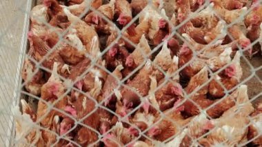 Çiftlikte tavuklar, çitin yanında bir sürü tavuk. Yakın çekim.