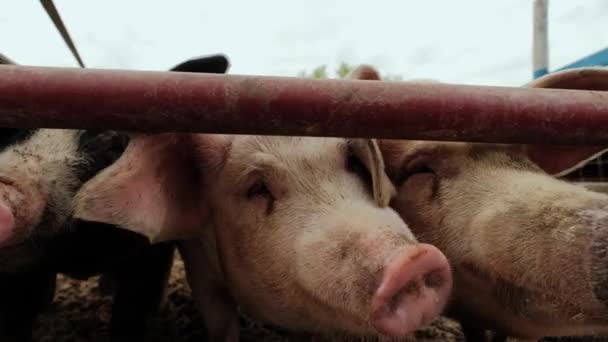 Granja de cerdos, muchos cerdos cerca de la valla. Vista de cerca del cerdo — Vídeo de stock