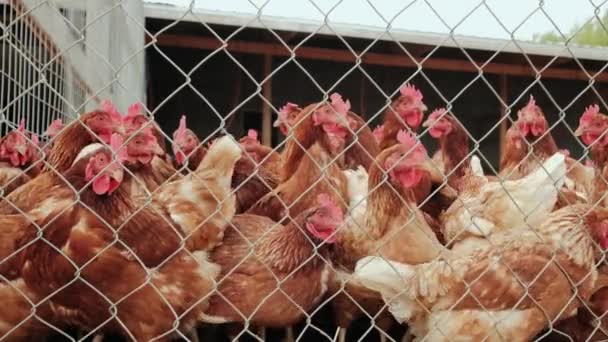 Fazenda com galinhas, muitas galinhas perto da cerca. Fechar tiro em galinhas — Vídeo de Stock