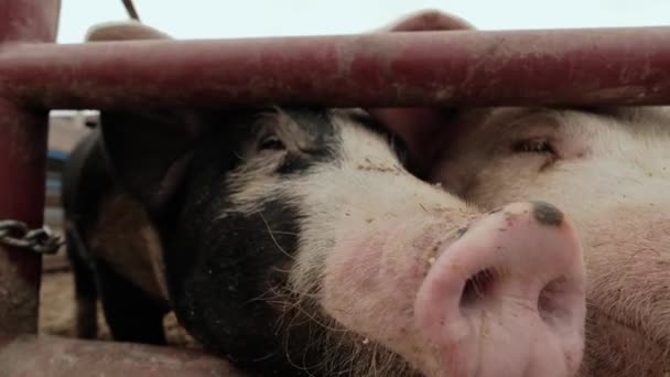 Quinta de suínos, Vista de perto de muitos porcos perto da cerca. — Vídeo de Stock