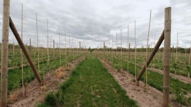 Apfelplantage einer großen Obstfarm. Kamera verschieben — Stockvideo