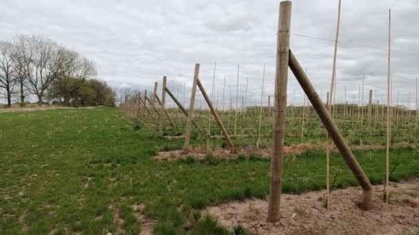 Egy nagy gyümölcsfarm almaültetvényéről készült széles kép. Mozgó kamera — Stock videók