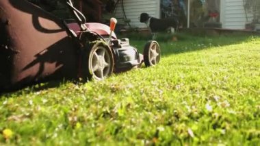 Arka bahçedeki çimleri elektrikli çim biçme makinesiyle biçen bir adamı yakından çek. Yavaş çekim