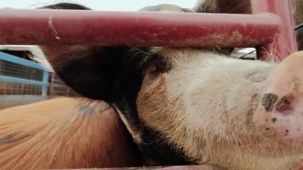 Fecha. Fazenda de suínos, muitos porcos perto da cerca na fazenda — Vídeo de Stock