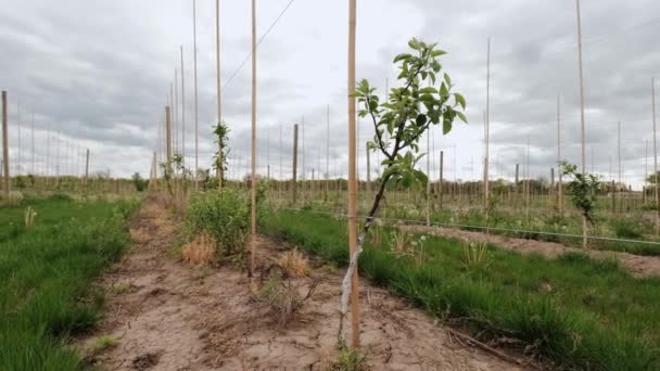 Plantación de manzanas de una gran plantación de frutas. Primer plano del manzano — Vídeo de stock