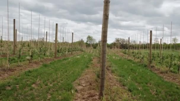 Jablečná plantáž velké ovocné farmy. Přesunout fotoaparát Široká budoucnost. — Stock video