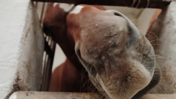 Widok z bliska na konia brązowego w stajni w stadninie ogierów końskich. — Wideo stockowe