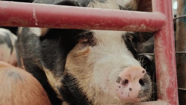 Geleceği kapatın. Domuz çiftliği, çitlerin yanında bir sürü domuz... — Stok video