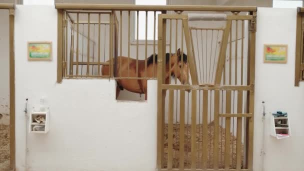 Brun häst i ett stall i en vit hingstgård. — Stockvideo