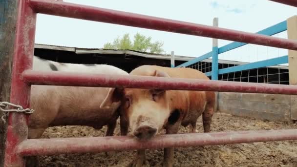 Domuz çiftliği, çitin yakınında bir sürü domuz vuruldu. Kapat. — Stok video