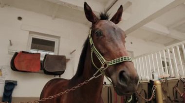 At çiftliğindeki bir ahırda kahverengi at. Kapat.