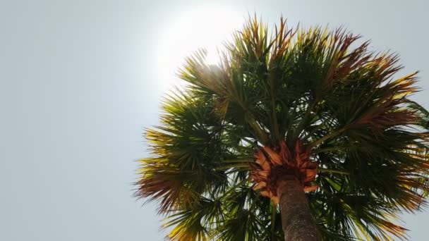 Onderaanzicht van palmbomen tegen de hemel. Langzame beweging — Stockvideo