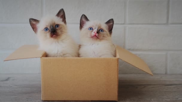 Dois gatinhos sentam-se numa caixa de papelão. Curioso brincalhão engraçado listrado gatinho escondido na caixa. — Vídeo de Stock