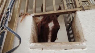 At çiftliğindeki bir ahırda kahverengi atın yakın çekimi..