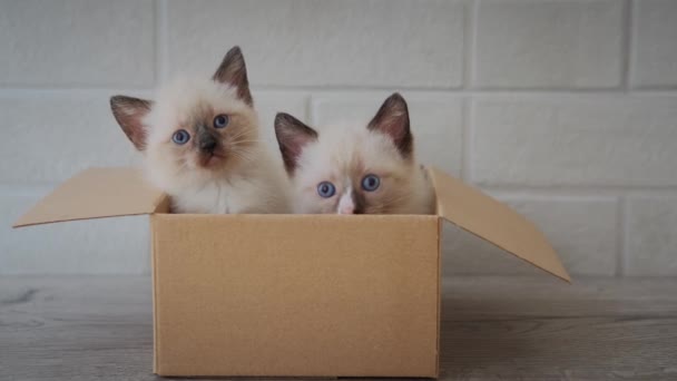 Dois gatinhos sentam-se numa caixa de papelão. Curioso brincalhão engraçado gatinho listrado escondido na caixa. Fechar — Vídeo de Stock