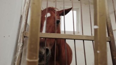 Kapatın. At çiftliğindeki bir ahırda kahverengi at..