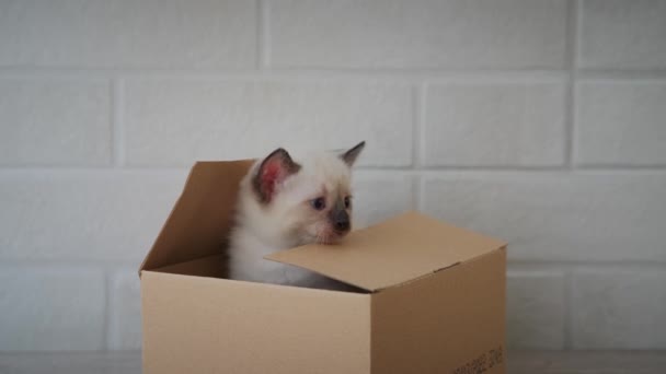 小さな子猫は段ボール箱から出て行きます。箱に隠れて不思議な遊び心のある面白い縞模様の子猫。閉じろ! — ストック動画