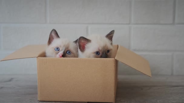 2匹の子猫が段ボール箱に座っています。箱に隠れて不思議な遊び心のある面白い縞模様の子猫。スローモーションを閉じます — ストック動画