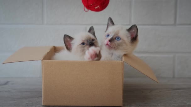 Två små kattungar sitter i pappkartong. Nyfiken lekfull rolig randig kattunge gömmer sig i rutan och leka med en röd boll. Närbild — Stockvideo