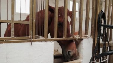 At çiftliğindeki bir ahırda kahverengi at. Kapat..