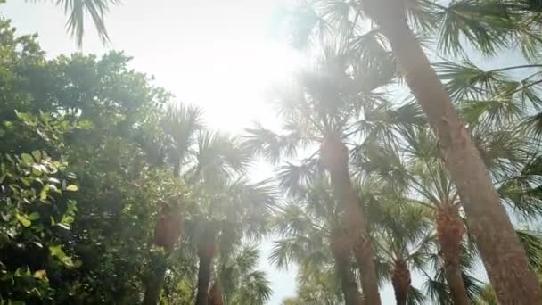 Onderaanzicht van palmbomen tegen de hemel. Slow motion shot — Stockvideo