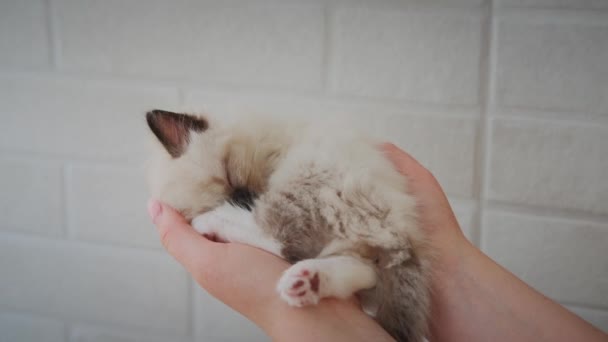 Záběry drží roztomilé bílé malé spící dítě kočka — Stock video
