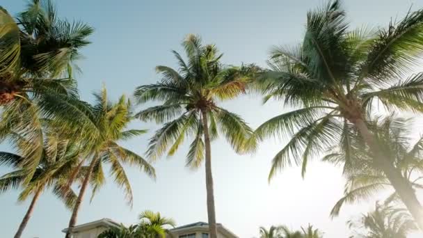 Pohled na palmy proti obloze. Zpomalený fotoaparát — Stock video