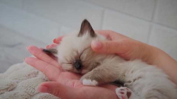 Nahaufnahme von Frau mit niedlichen weißen kleinen schlafenden Babykatze — Stockvideo