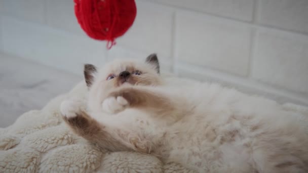 Pequeño gatito jugando pelota roja en casa. Movimiento lento — Vídeos de Stock