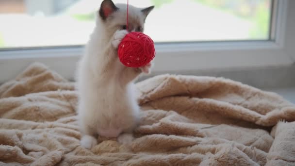 Little Kitten spelar röd boll hemma. Långsam rörelse skott — Stockvideo