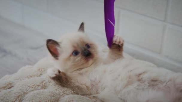 Küçük kedi evde beyaz yatakta oyuncaklarla oynuyor. — Stok video