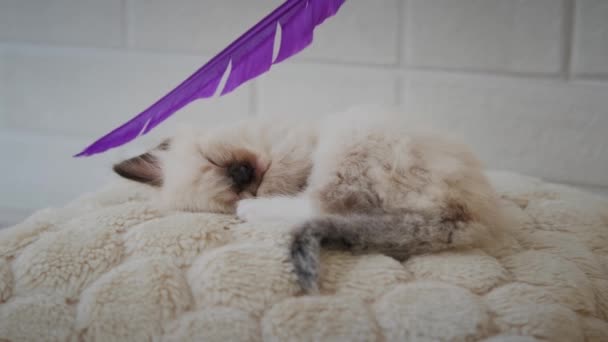 The little kitten is asleep, he is awakened by a purple feather — Stock Video