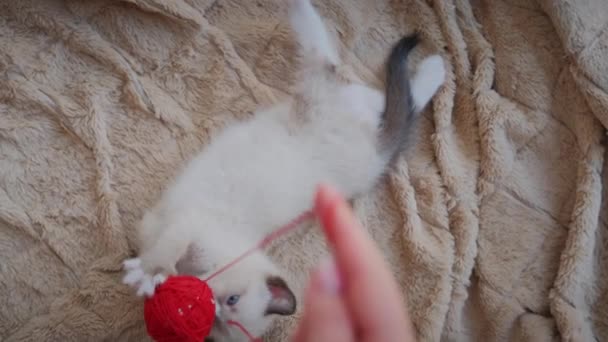 Vedere de sus a Little Kitten joc mingea roșie în casă. Slow motion shot — Videoclip de stoc