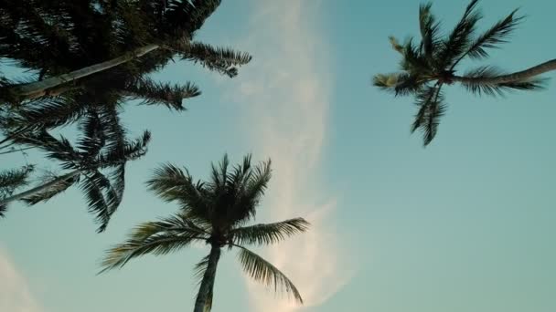 Pohled dolů na palmy proti obloze. Zpomalený fotoaparát — Stock video