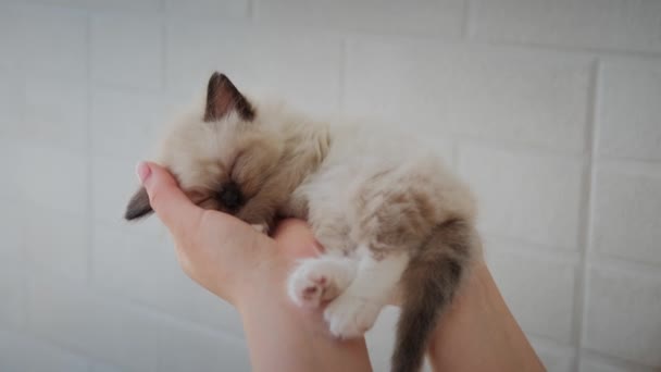Filmagem segurando bonito pequeno gato bebê dormindo branco. Movimento lento — Vídeo de Stock