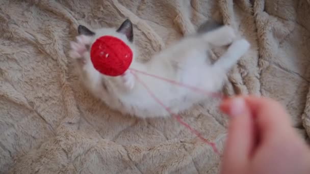 Movimento lento Vista superior de Little Kitten jogando bola vermelha em casa. — Vídeo de Stock