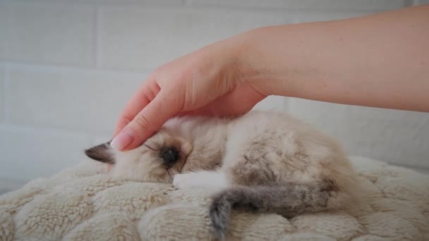 Маленький котенок спит, а женская рука нежно гладит его. — стоковое видео